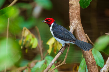 ed-capped cardnal - a bird with a white body, black wings, red head, and orange eyes - sits on a branch.