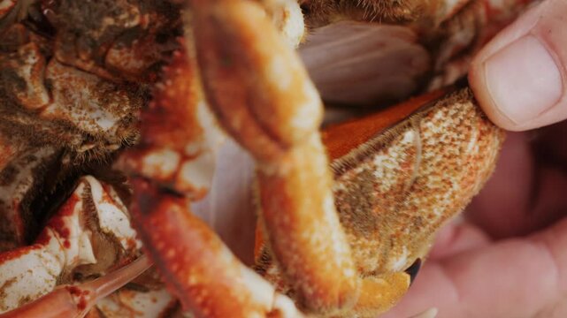 Cooked crabs on ice plate served in restaurante, black slate background, top view.