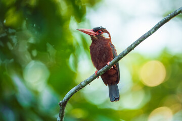 White-eared Jacamar (Galbalcyrhynchus leucotis) perched on a branch, set against a softly blurred green background of lush foliage.
