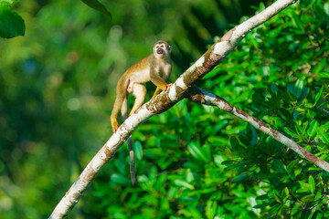Obraz premium Squirrel Monkey, likely a Common or Central American species, perched upright on a tree branch amidst dense green foliage in a rainforest environment. Ecuador