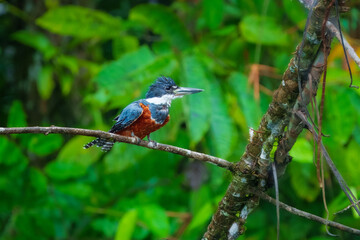 Ringed Kingfisher (Megaceryle torquata) is a striking large kingfisher found across Central and...