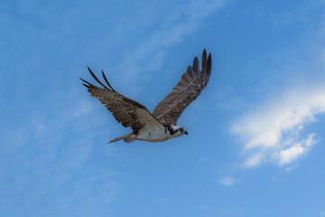 Lonely Osprey Flying in Blue Sky