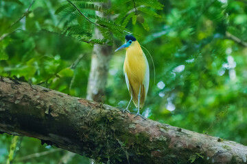 Black-capped heron in surrounded green foliage Cuyabeno national park, Ecuador.