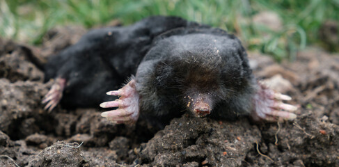 Mole crawling out of molehill above ground. Strong front paws used for digging runs underground....