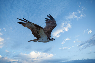 Lonely Osprey Flying in Blue Sky