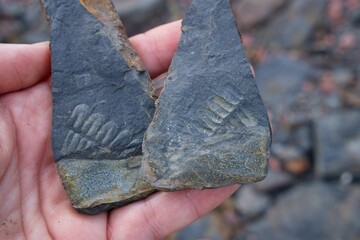 Geologist holding two dark gray carboniferous shale shards, revealing fern fossils imprinted with...
