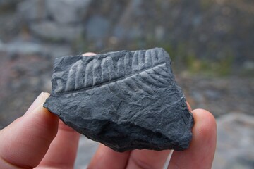 Geologist showing a fern fossil imprinted on dark stone, discovered during paleontological research © Nuria