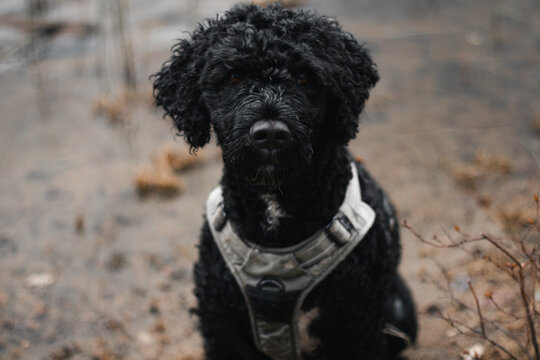 Portrait of a black curly-haired dog wearing a light harness, sitting calmly outside in a natural setting with earthy background tones. - Powered by Adobe