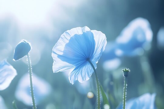 garden Himalayan Poppy blooming in alpine Blue