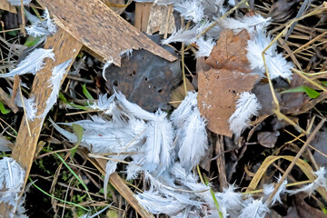 White and grey feathers on the floor of a dove that has fallen prey to a predator 