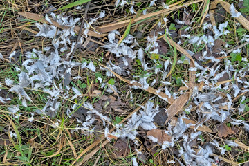 White and grey feathers on the floor of a dove that has fallen prey to a predator 