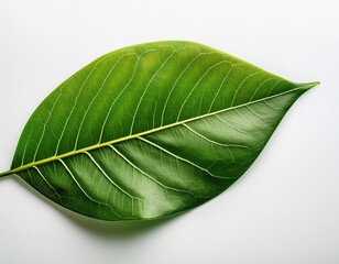 Obraz premium isolated fruit leaf