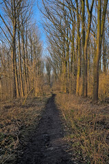 Hiking trail through a sunny bare winter forest in Vinderhoutse bossen nature reserve, Flanders, Belgium 