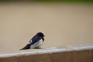 The barn swallow, or swallow-killer close-up on beige background.