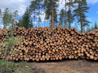 Many large tree trunks stacked