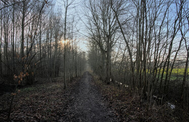 Fototapeta premium Low winter sun over a orest trail in Vinderhoutse bossen nature reserve, Ghent, Flanders, Belgium 