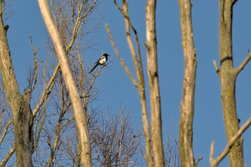 Magpie in a bare tree on a sunny winter day with clear blue sky in Vinderhoutse bossen nature...