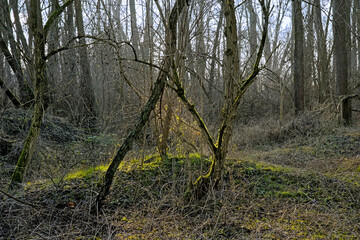 . Sunny spot in a forest in Vinderhoutse bossen nature reserve, Ghent, Flanders, Belgium 
