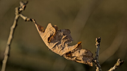  Sunny dried brown oak leaf on a branch, selective focus with bokeh background - Quercus 