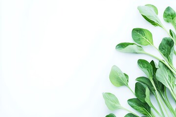 Fototapeta premium bok choy on white backdrop