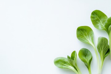 backdrop choy on white bok
