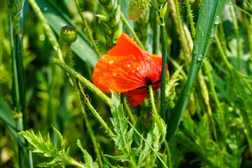 Rote Mohnblume in grünem nassen Weizenfeld mit Regentropfen bei Sonne und Regen am Nachmittag im Frühling