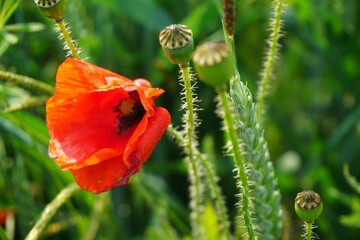 Rote Mohnblume in nassem grünen Weizenfeld bei Regen und Sonne am Nachmittag im Frühling