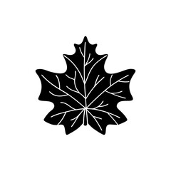 Fototapeta premium creative and simple minimal details Outline Maple leaf icon vector 