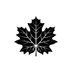 Fototapeta premium creative and simple minimal details Outline Maple leaf icon vector 