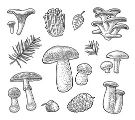 Set mushroom. Chanterelle, boletus, oyster, amanita, eryngi, champignon. Vector vintage black engraved illustration. Isolated on white
