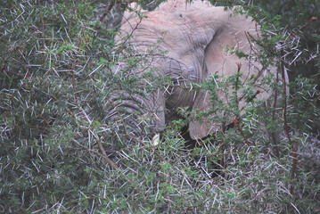 Africa- Close Up of Bull Elephant Crashing Through Thorn Bush