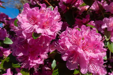 A vibrant close-up captures the exuberant beauty of bright pink rhododendron blossoms in full bloom