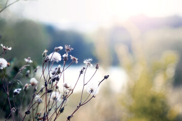 Sunrise landscape with white fluffy thistle inflorescences in the foreground and a blurred background