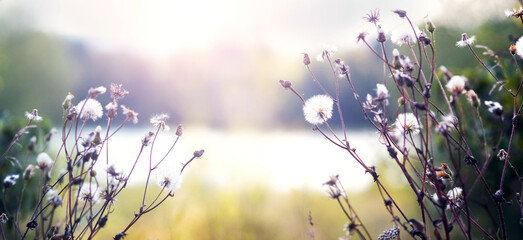 White thistle inflorescences enveloped in morning mist against a blurred sunrise landscape