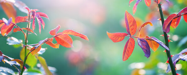 Close-up of vibrant rosehip leaves bathed in the rays of the morning sun against a blurred green background
