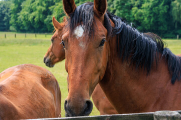 Obraz premium Sommer in den Baumbergen