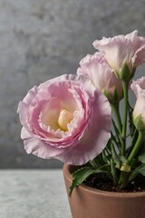 Eustoma pink blooming in a pot, close-up, professional photo, stock photo