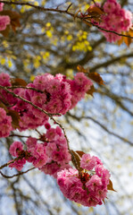 Cherry blossom trees in the small city park of Newport, Rhode Island