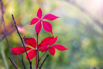 Bright red Virginia creeper leaves on a branch, illuminated by sunbeams on a blurred background