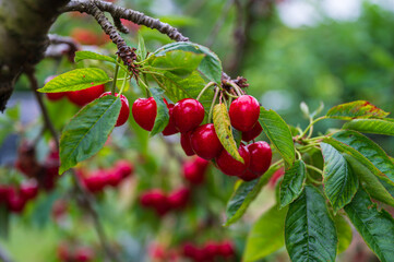 red berries of a cherry