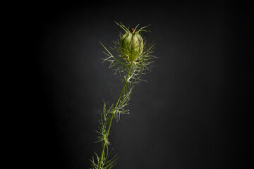 Nature abstract of green Nigella plant isolated over a black background