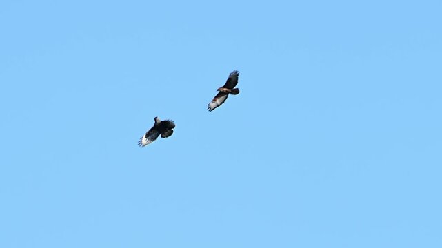 A pair of Common Buzzards Buteo buteo. perform courtship displays in their natural habitat. Slow motion, showcasing aerial movements, calls, and bonding behavior typical during the breeding season.