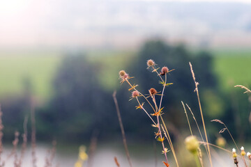 Wild grasses with fluffy inflorescences in the foreground and a blurred river landscape