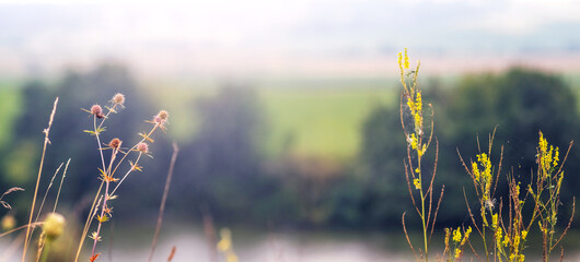 Soft morning light illuminates field grasses with inflorescences in the foreground, river and forest in the blurred background