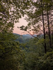 morning in the forest