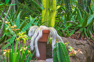 Monkey tail cactus gracefully spills over the edge of a terracotta pot, its fuzzy tendrils curling in the sunlight.
