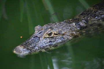 Crocodile Head  Close Looking