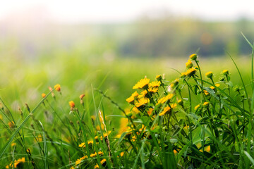 Close-up of vibrant yellow dandelion flowers amidst green grass with blurred natural background