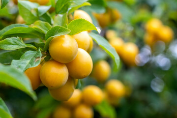 Close-up of a mirabelle plum branch with yellow fruits and green leaves on a blurred background