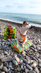 Contented Jack Russell Terrier Relaxing on Colorful Beach Towel with Beach Accessories Against Serene Ocean Background, Capturing Perfect Summer at the Beach